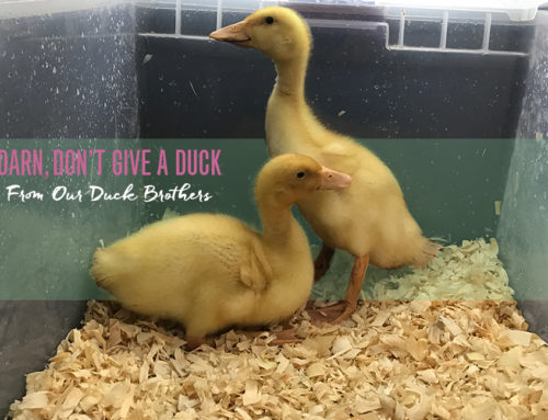 Give a Darn, Don’t Give a Duck: Advice from our Duck Brothers