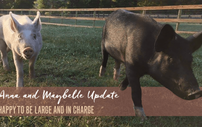 Anna and Maybelle Update: Happy to Be Large and In Charge Featured