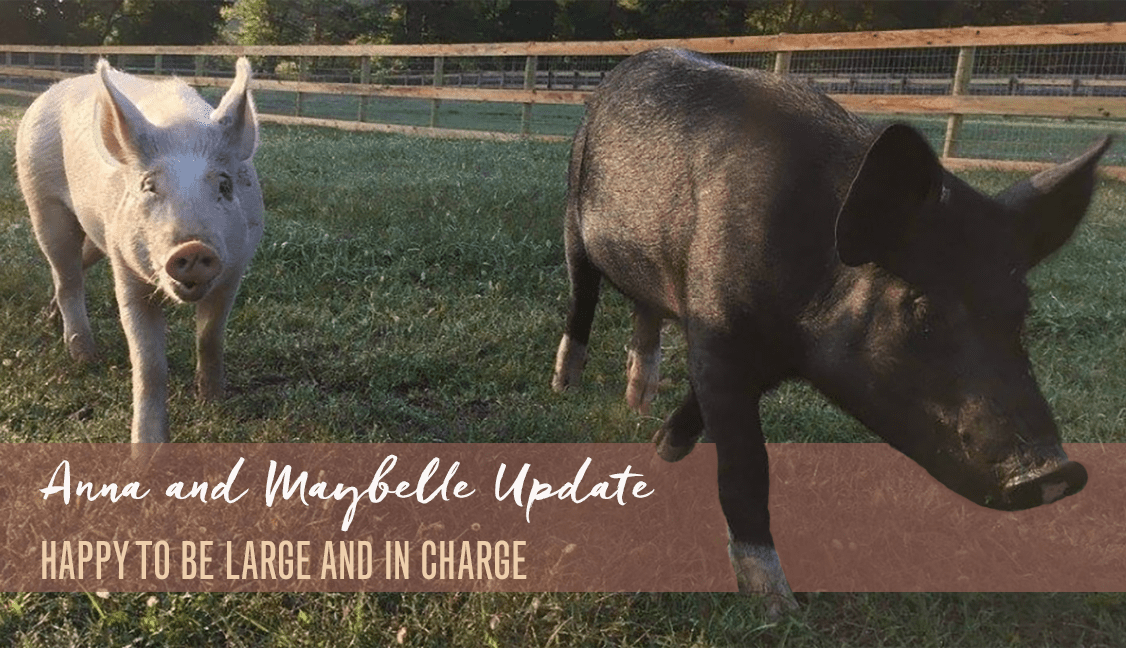 Anna and Maybelle Update: Happy to Be Large and In Charge Featured