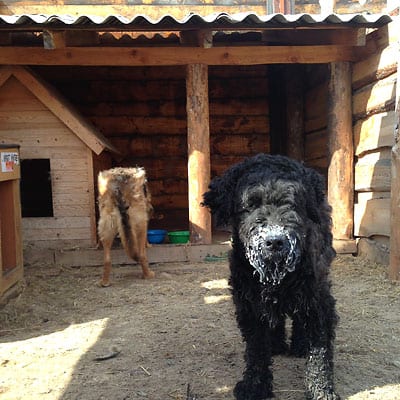 Senior Dogs at the Sirius Shelter in Ukraine