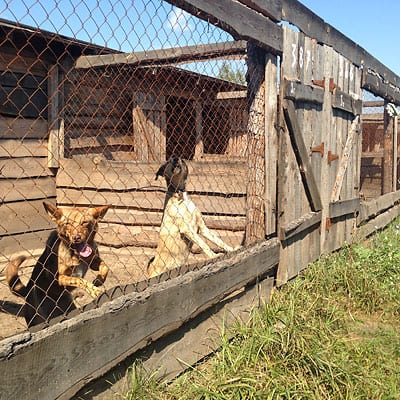 Dogs at the Sirius Shelter in Ukraine