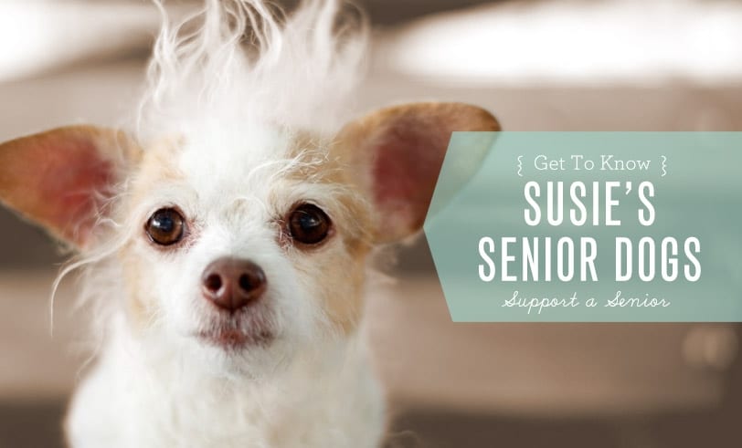 Get to Know Susie's Senior Dogs Support a Senior Featured Image with Title and Closeup of Tiny Senior Dog