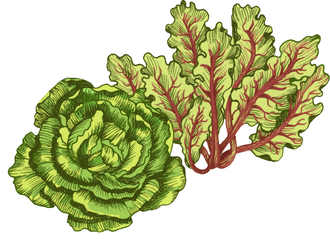 lettuces.png