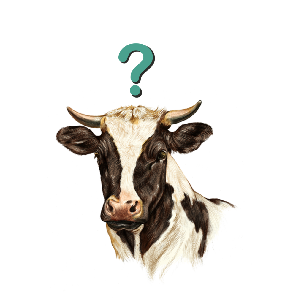 Illustration of cow with ? over head